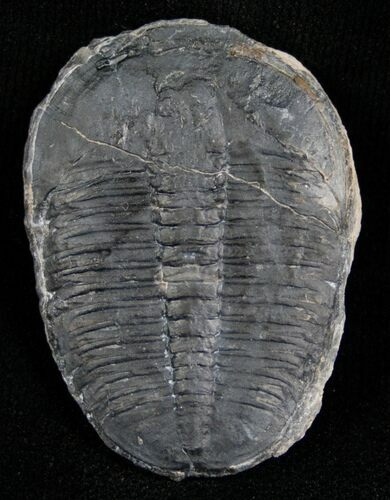 Elrathia Trilobite - Utah #6681